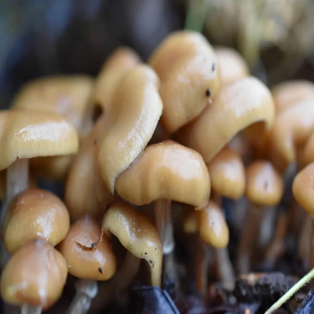 Alabama Squats Mushroom.  Mycotopia