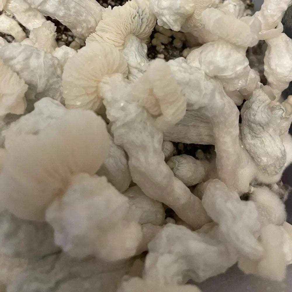 Albino Chocolate Krinkle (A.C.K.) Mushroom  Mycotopia