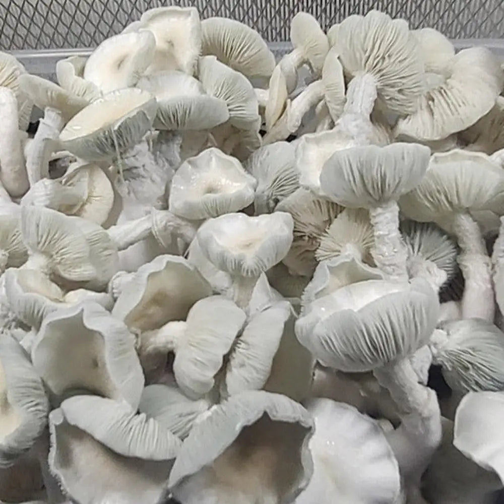 Albino Chocolate Krinkle (A.C.K.) Mushroom  Mycotopia