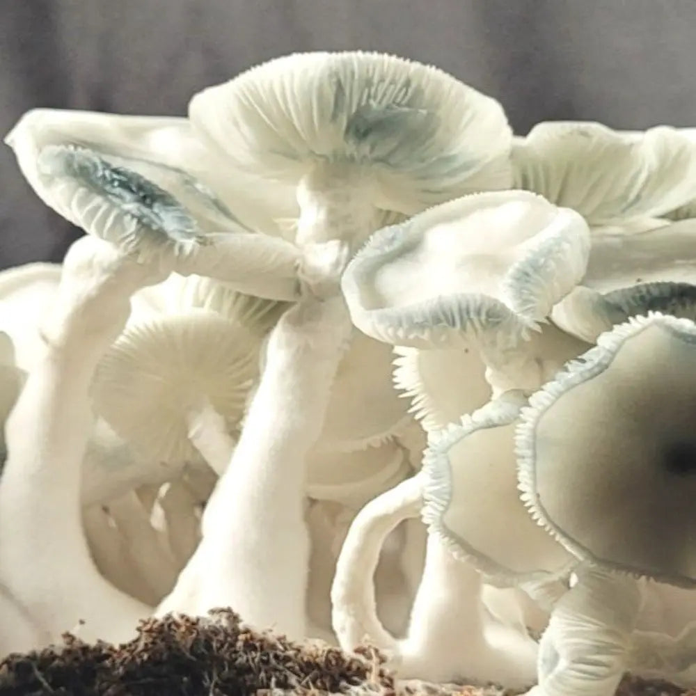 Albino Tidal Wave Mushroom.  Mycotopia