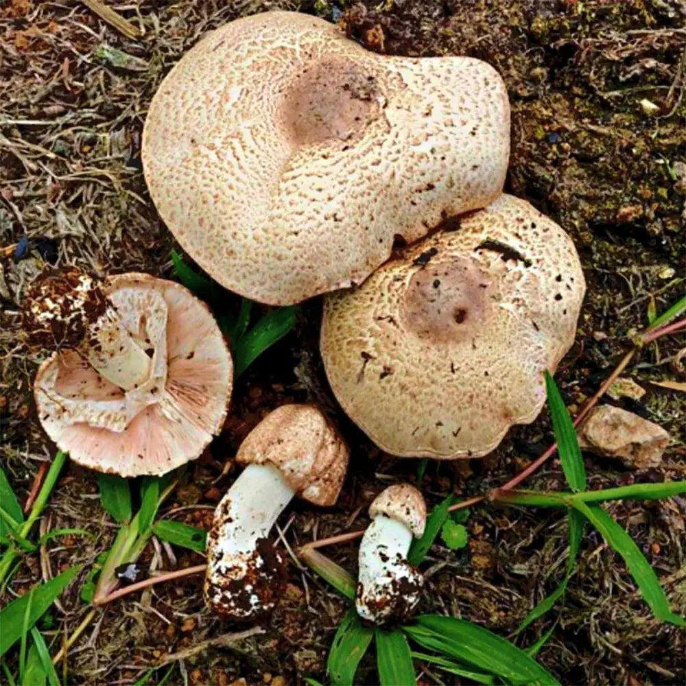 Almond Mushroom.  Mycotopia