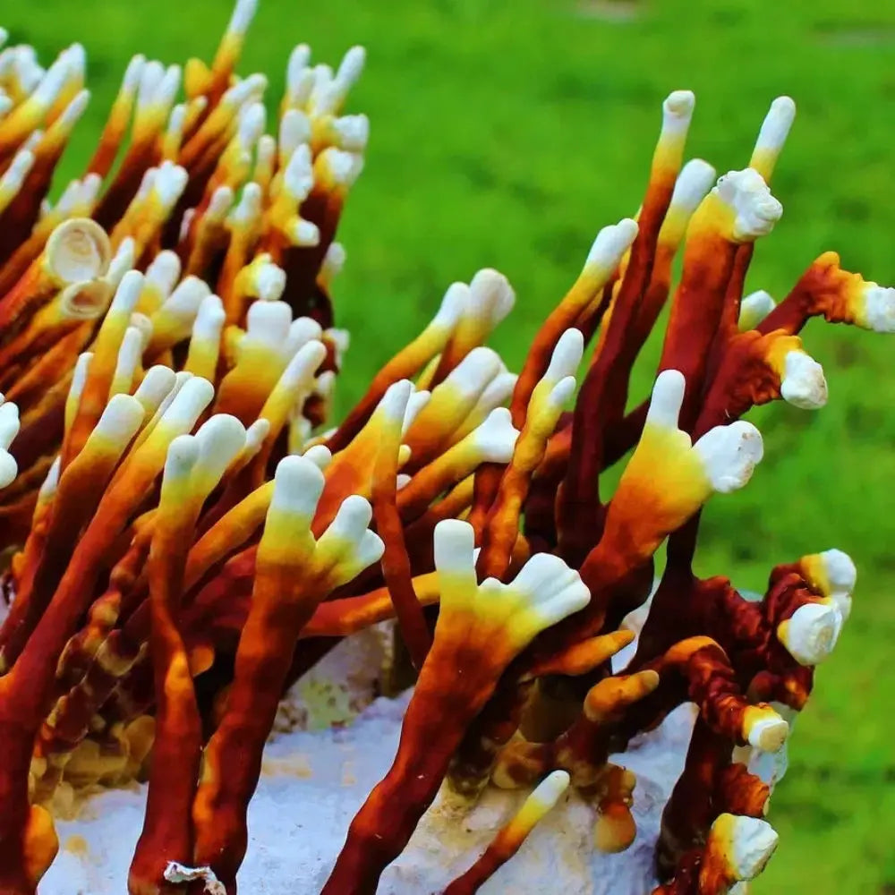 Antler Reishi Mushroom.  Mycotopia