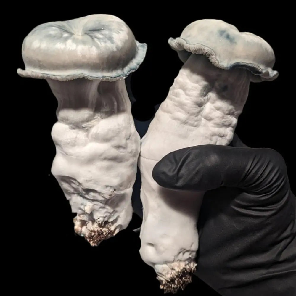 ApeTar Mushroom.  Mycotopia