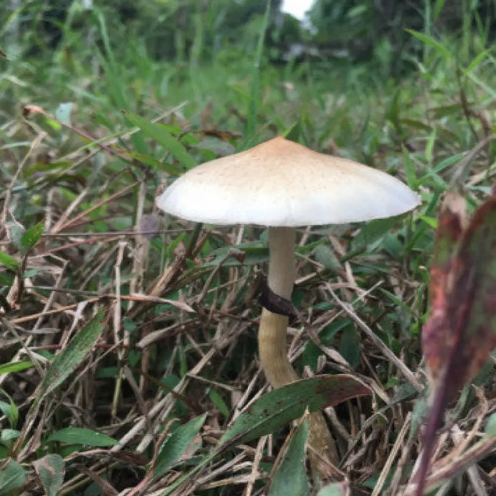 Arenal Volcano Costa Rican.  Mycotopia