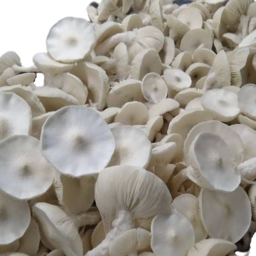 Avery's Albino Mushroom  Mycotopia