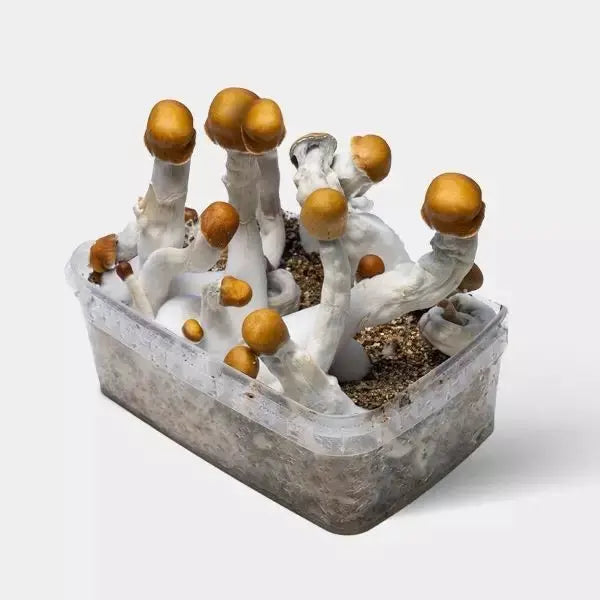 B+ Mushroom  Mycotopia