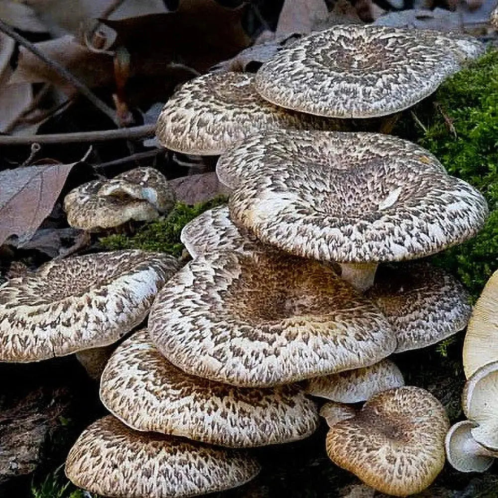 Tiger Sawgill Mushroom  Mycotopia