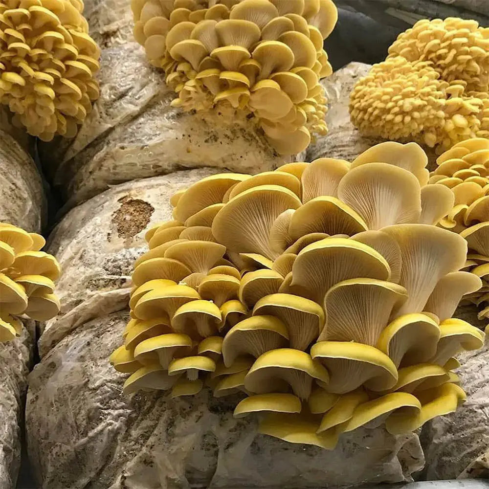 Golden Treasure Oyster Mushroom  Mycotopia