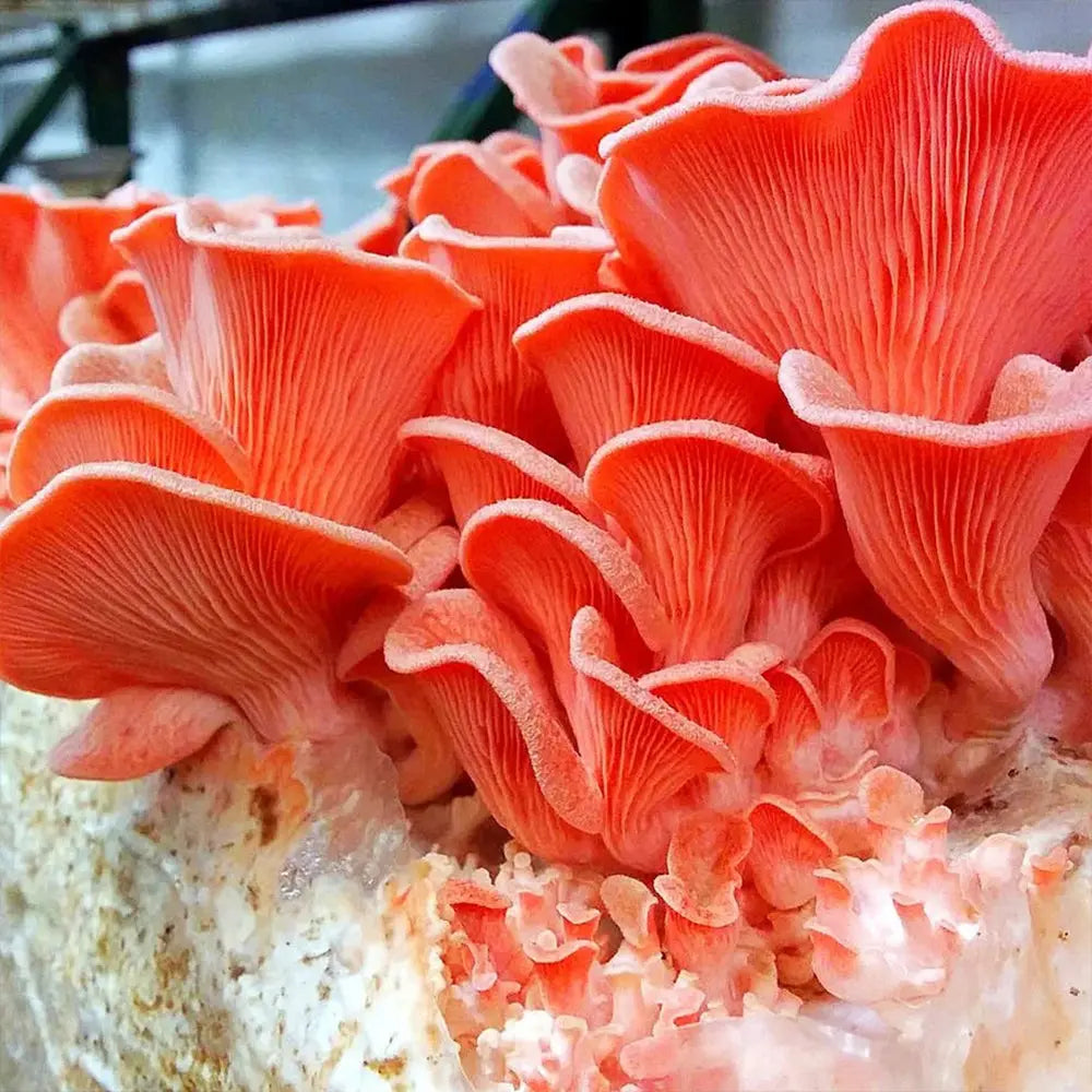 Sakura Oyster Mushroom  Mycotopia