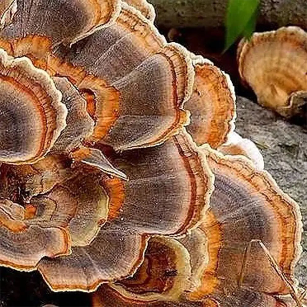 Turkey Tail (wild strain) Mushroom  Mycotopia