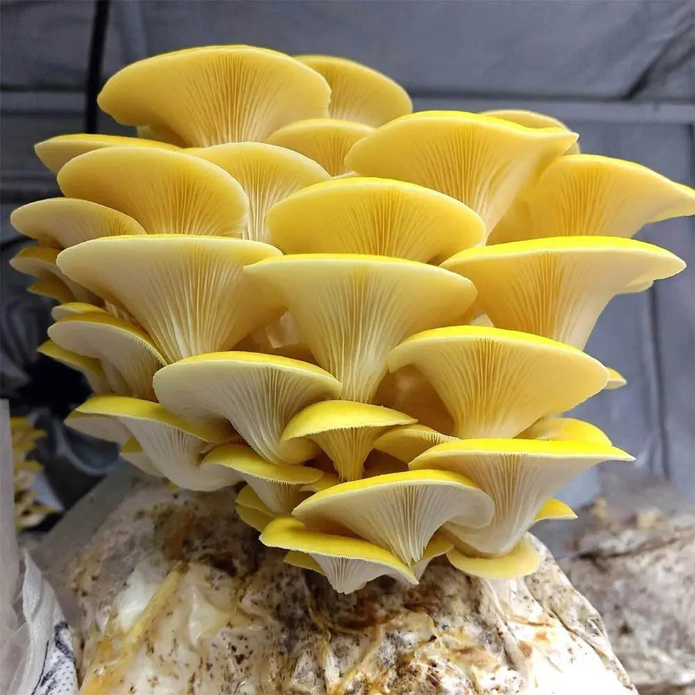 Golden Treasure Oyster Mushroom  Mycotopia