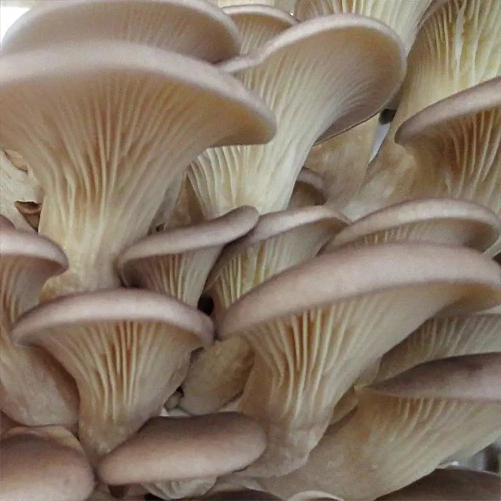 Mediterranean Oyster Mushroom.  Mycotopia