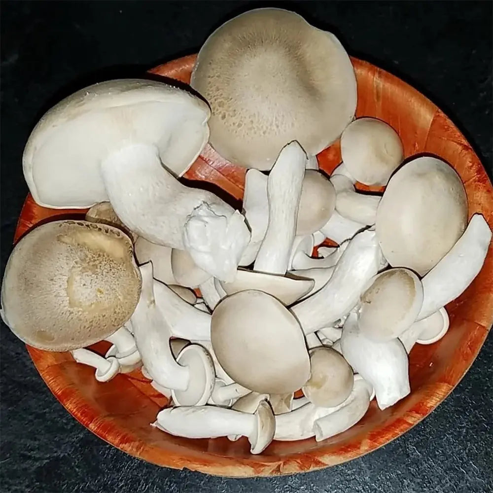 Beech (wild strain) Mushroom  Mycotopia