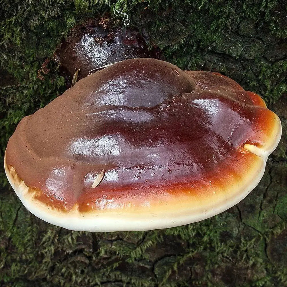 Oregon Polypore Mushroom  Mycotopia