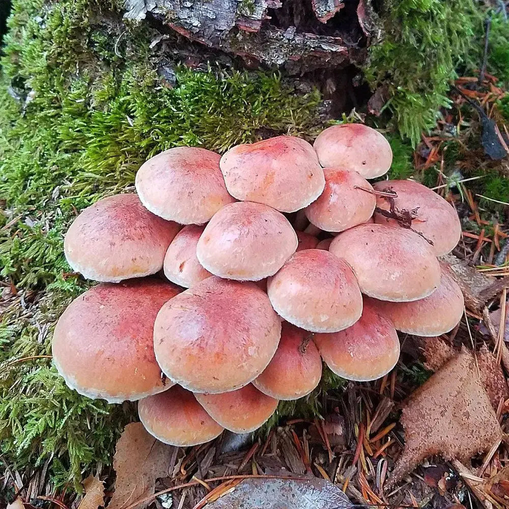 Brick Cap (Maine Wild Strain) Mushroom  Mycotopia