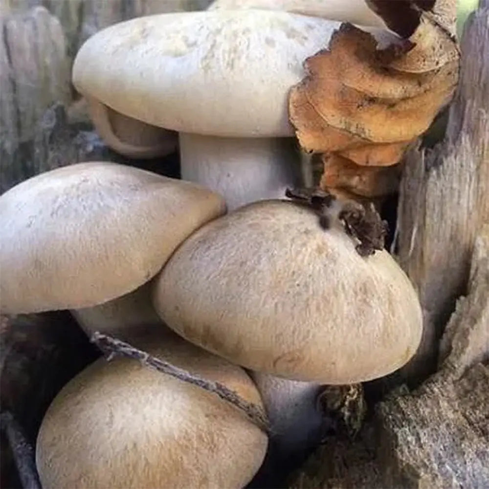 Beech (wild strain) Mushroom  Mycotopia