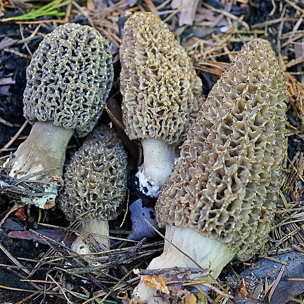 Black Foot Morel Mushroom  Mycotopia