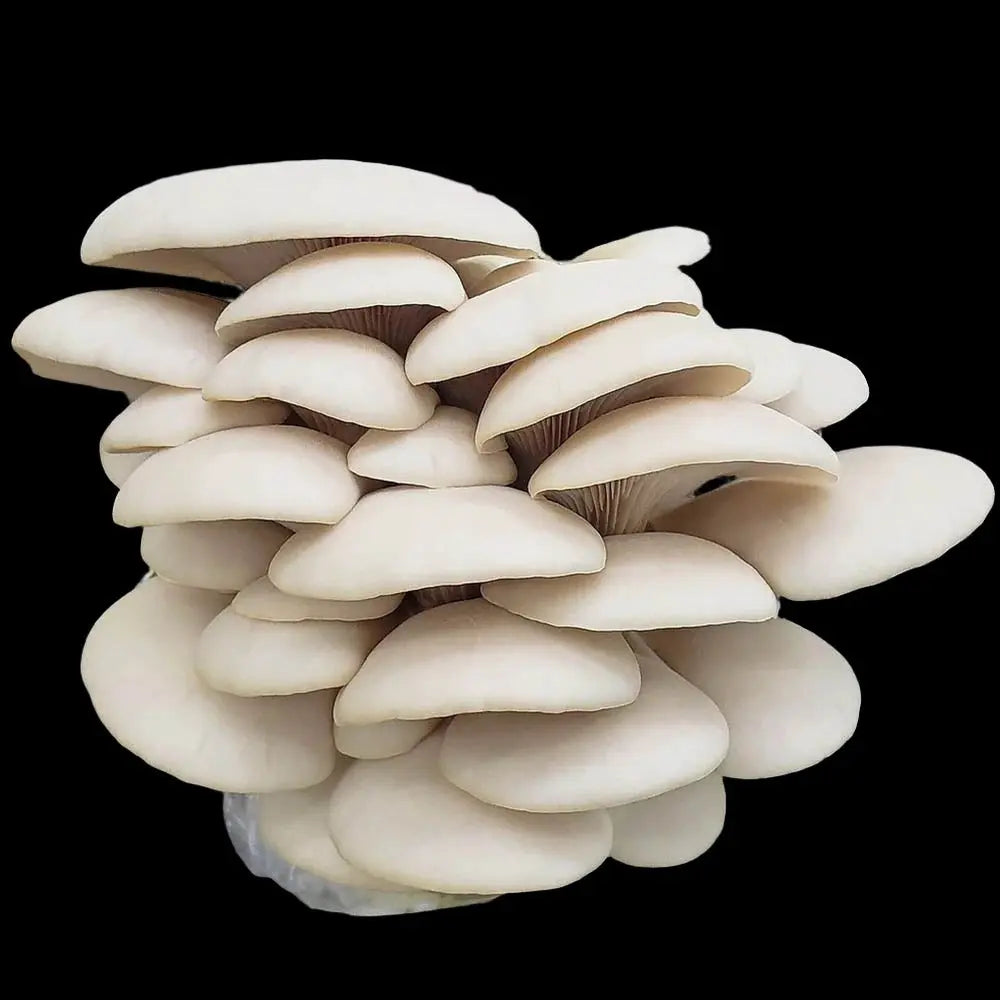 Halloween Oyster Mushroom.  Mycotopia