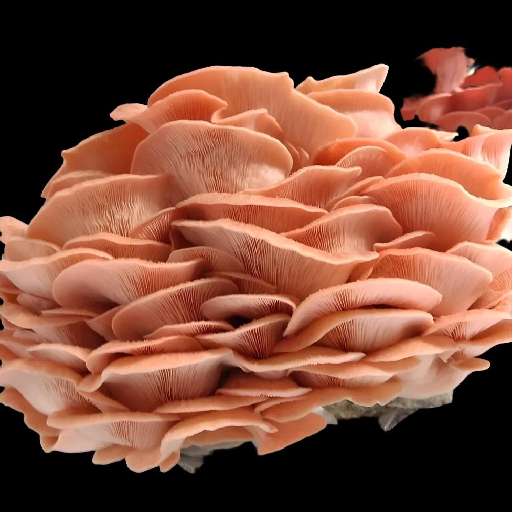 Sakura Oyster Mushroom  Mycotopia