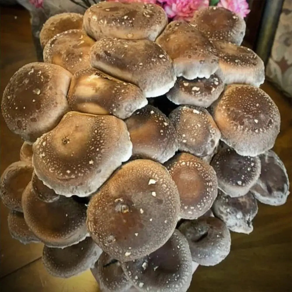 Shiitake 5000 Mushroom  Mycotopia