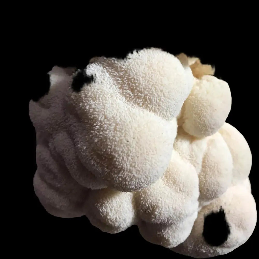 Lions Mane, heat tolerant wild strain Mushroom  Mycotopia