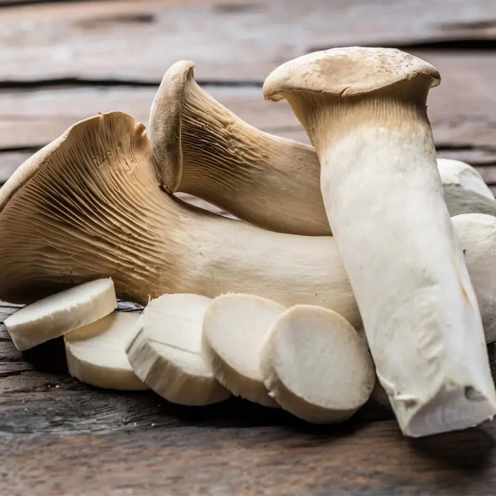 King Trumpet Oyster Mushroom  Mycotopia