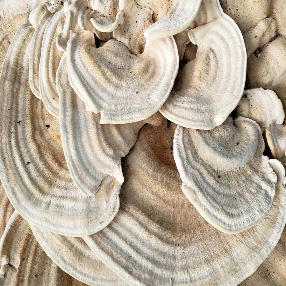 Berkley's Polypore Mushroom  Mycotopia