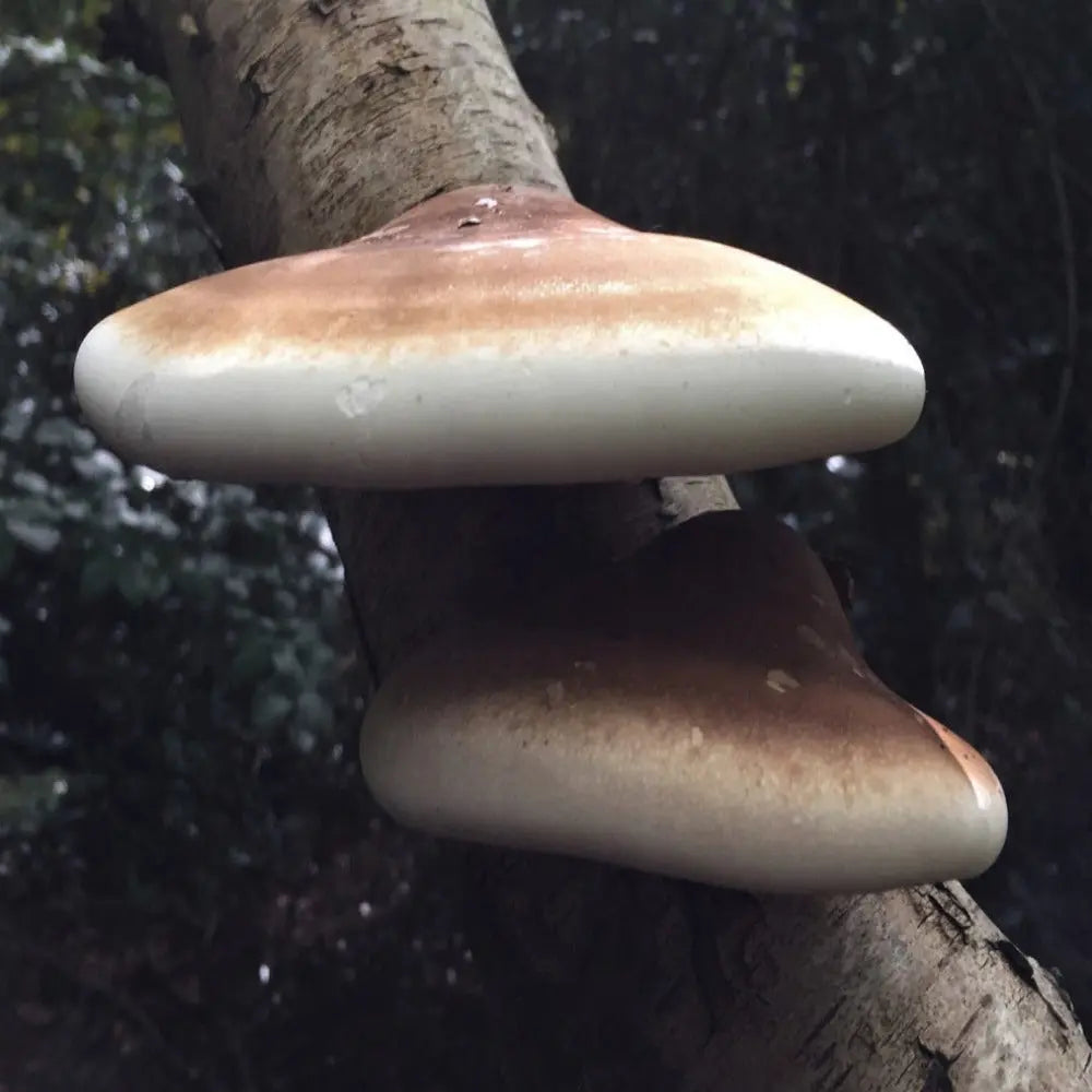 Birch Polypore Mushroom.  Mycotopia