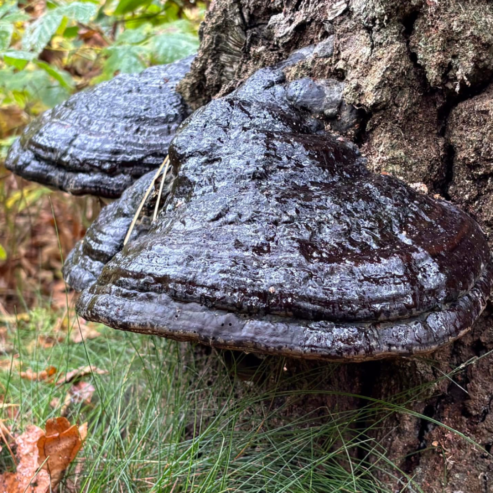 Black Reishi Mushroom.  Mycotopia