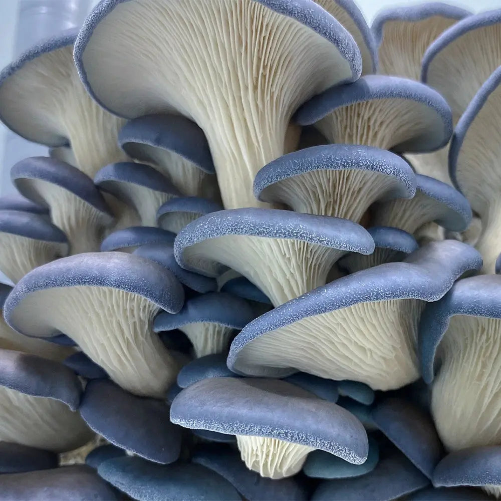 Blue Brat Oyster Mushroom.  Mycotopia