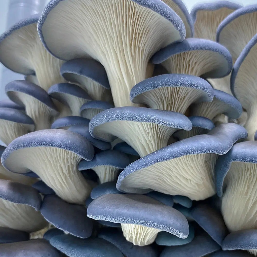 Blue Oyster Mushroom  Mycotopia