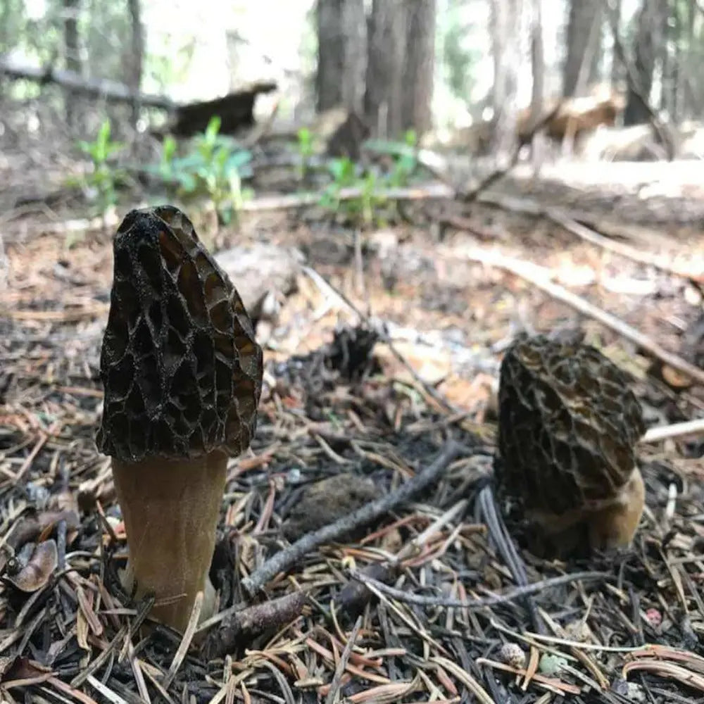 Burnt Morel Mushroom  Mycotopia