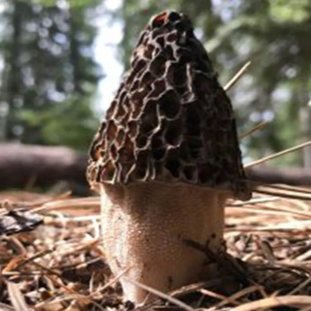 Burnt Morel Mushroom  Mycotopia