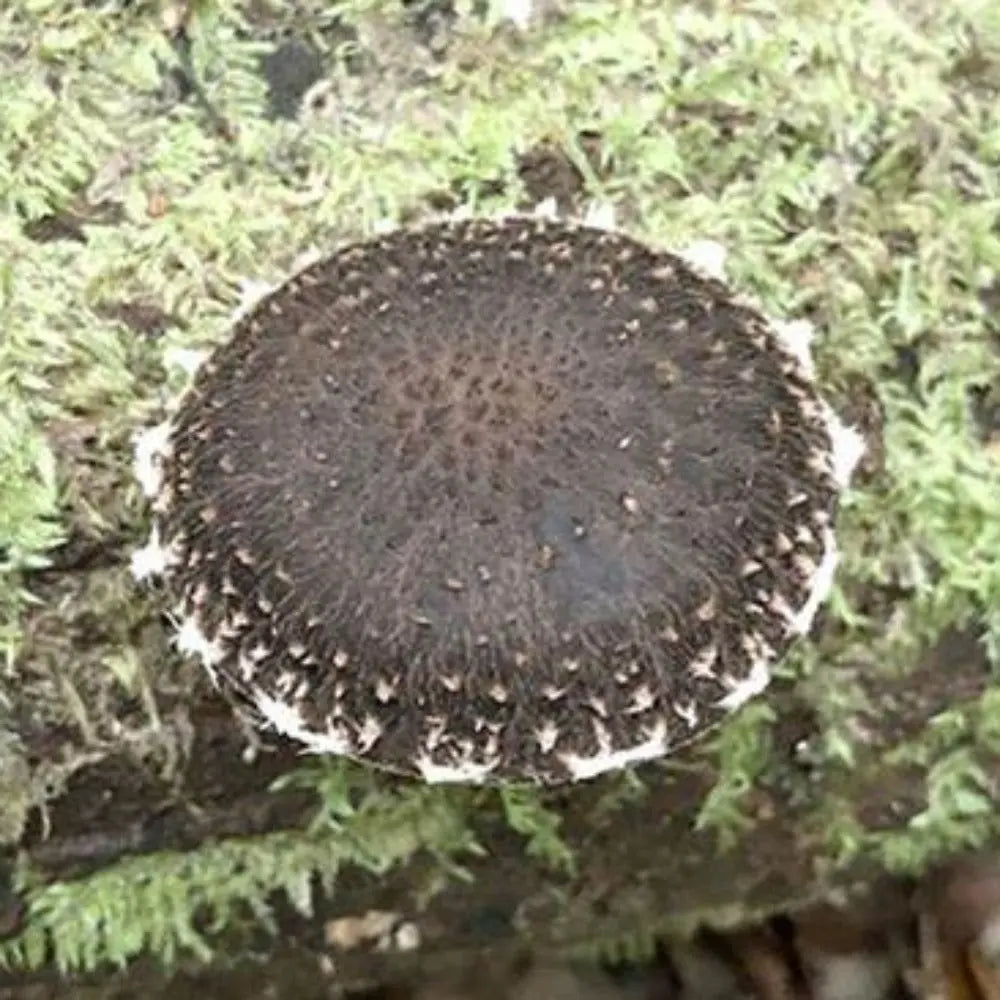 Bush Shiitake Mushroom.  Mycotopia