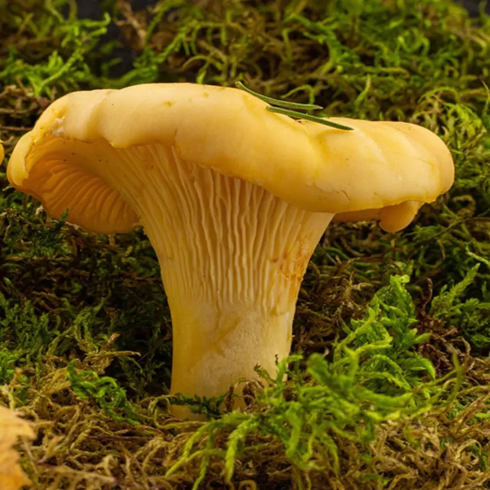 Golden Chanterelle Mushroom.  Mycotopia