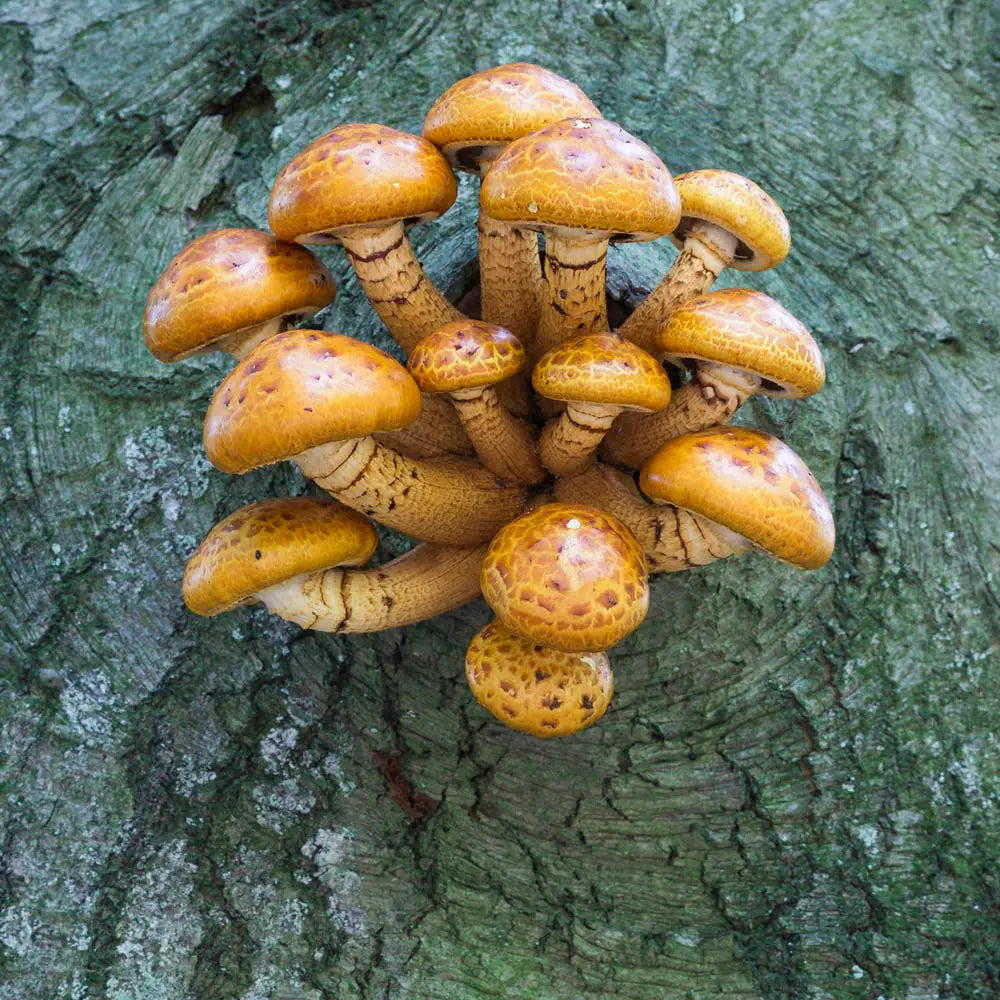 Golden Chestnut, Maine Wild Strain Mushroom.  Mycotopia