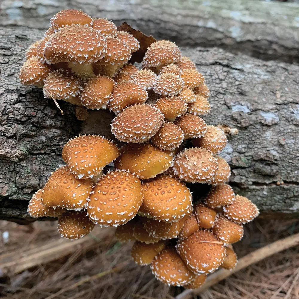 Chestnut Mushroom.  Mycotopia