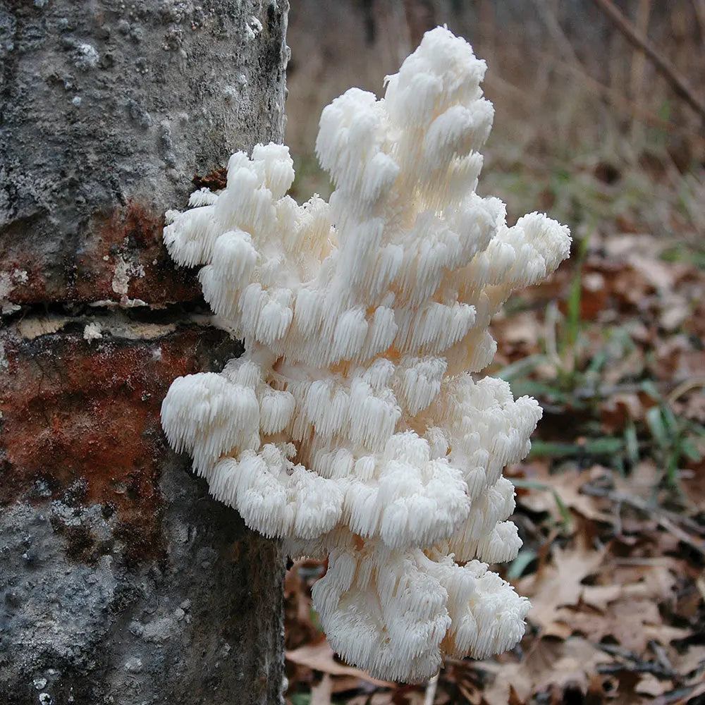 Coomb Tooth Mushroom  Mycotopia