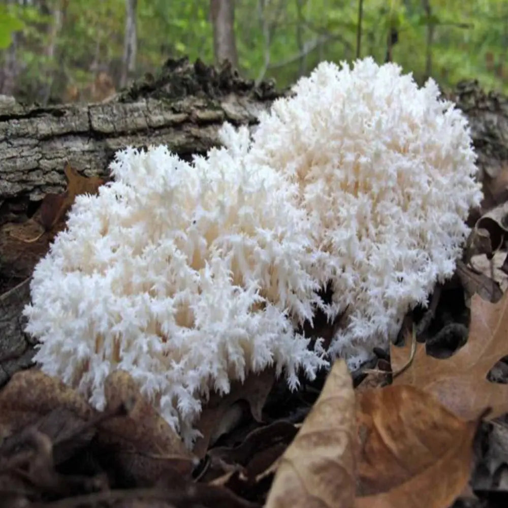 Coomb Tooth Mushroom  Mycotopia