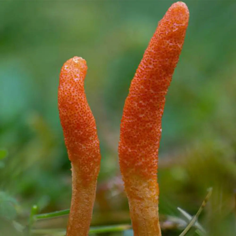 Scarlett Caterpillar Mushroom  Mycotopia