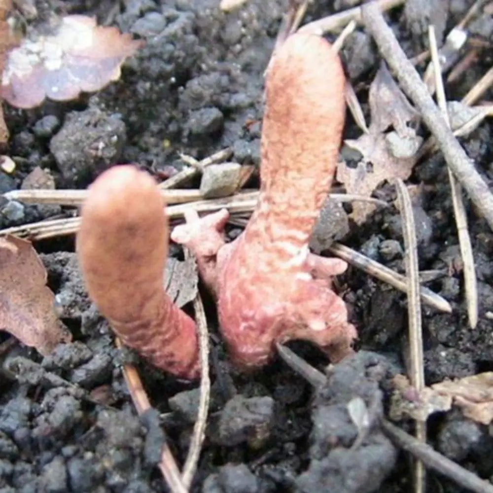 Cordyceps sobolifera Mushroom.  Mycotopia