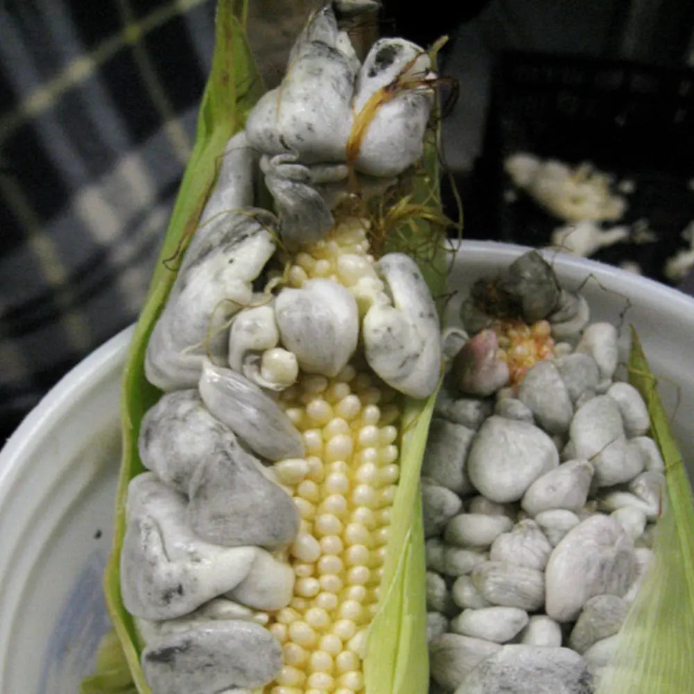 Corn smut (huitlacoche) Fungus  Mycotopia