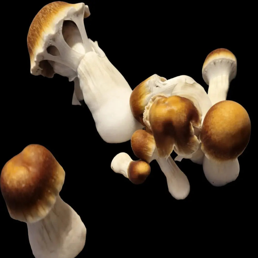 Crooked Mystery Mushroom,  Mycotopia