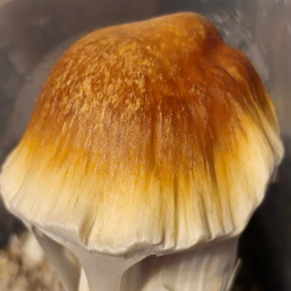 Crooked Mystery Mushroom,  Mycotopia