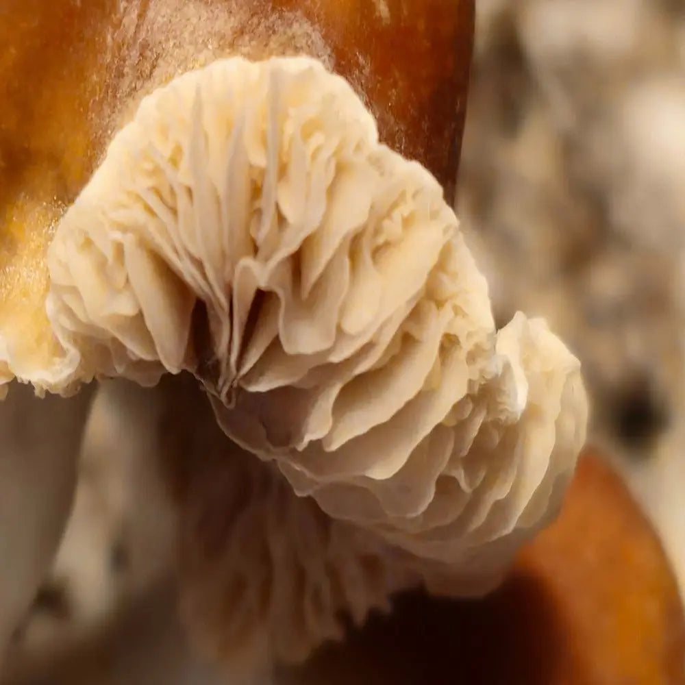 Crooked Mystery Mushroom,  Mycotopia