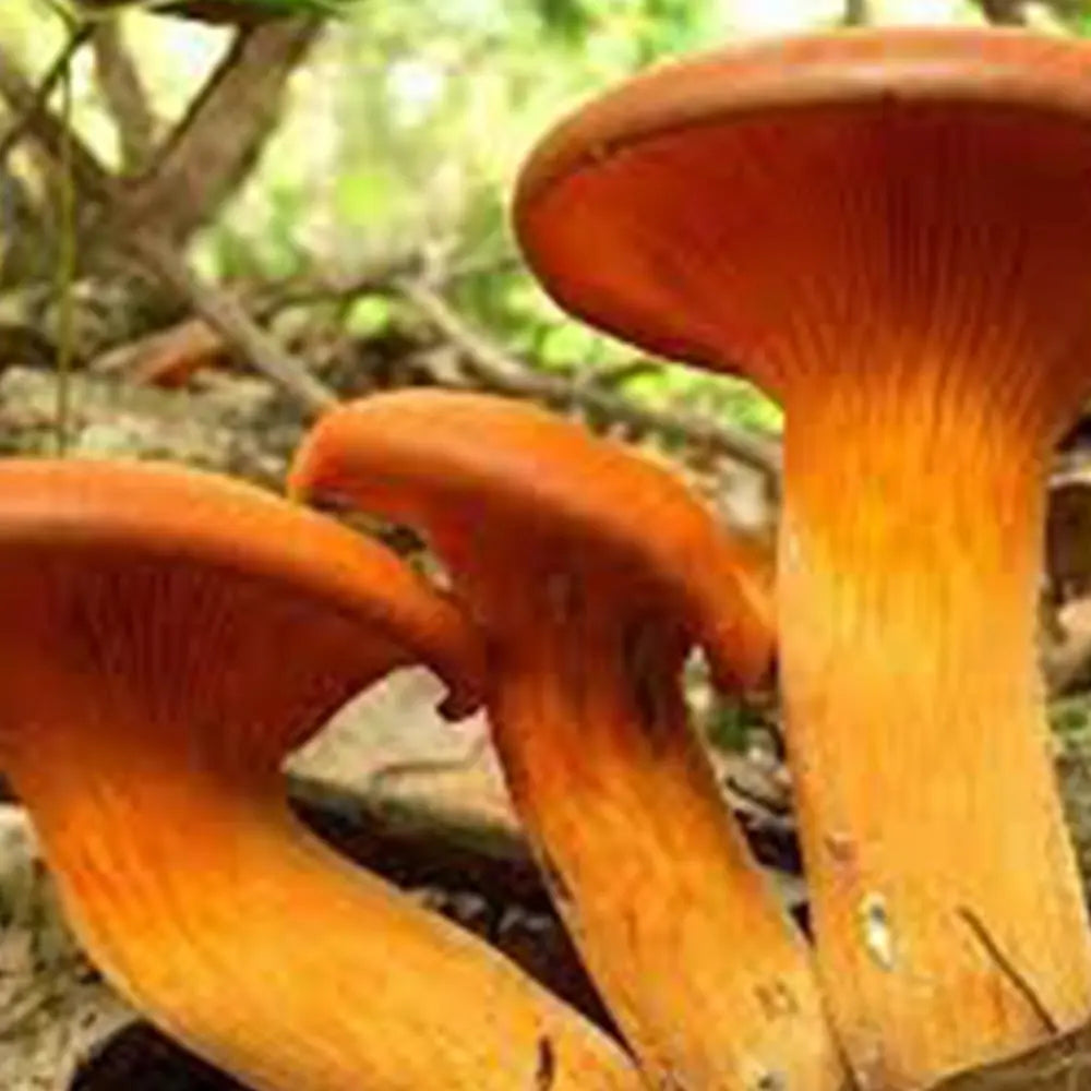 Jack-O-Lantern Mushroom  Mycotopia