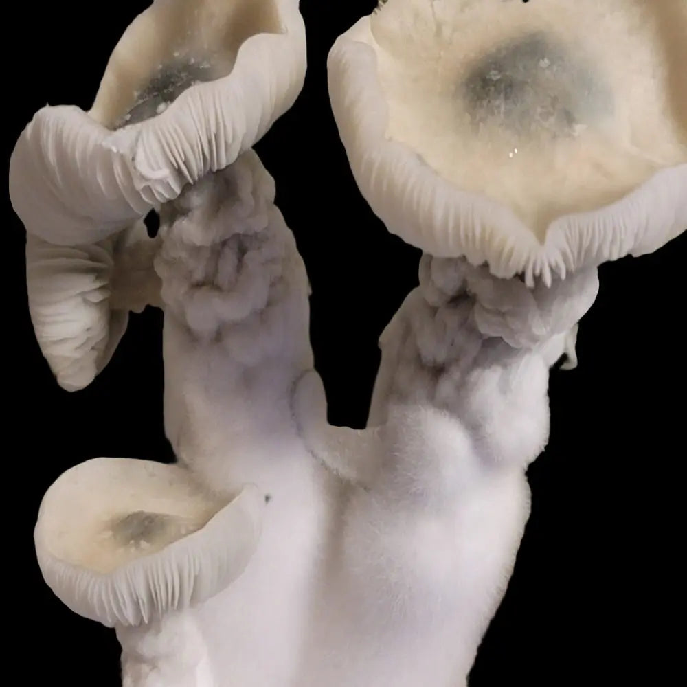 E-Froot Mushroom  Mycotopia