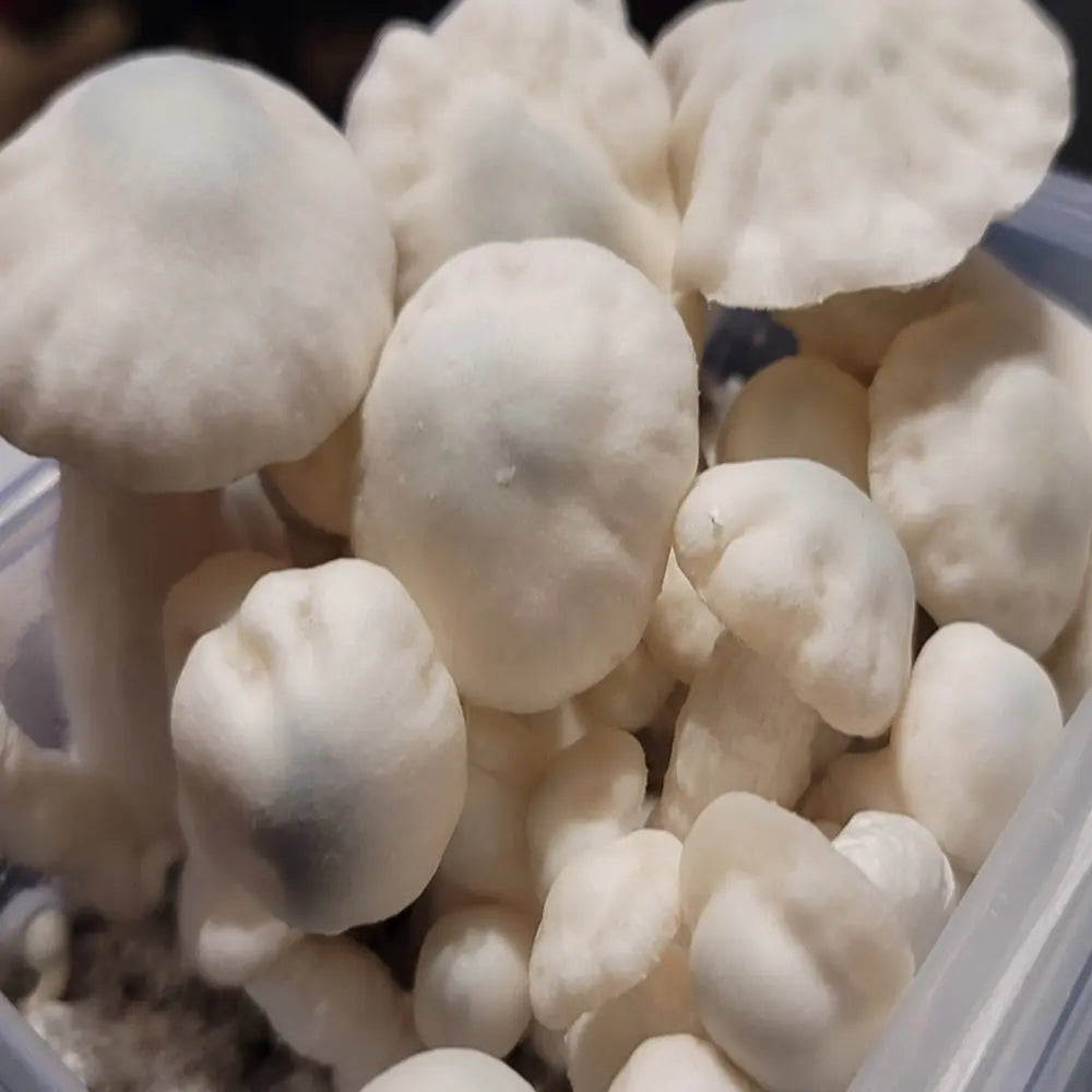 El Blanco Mushroom.  Mycotopia