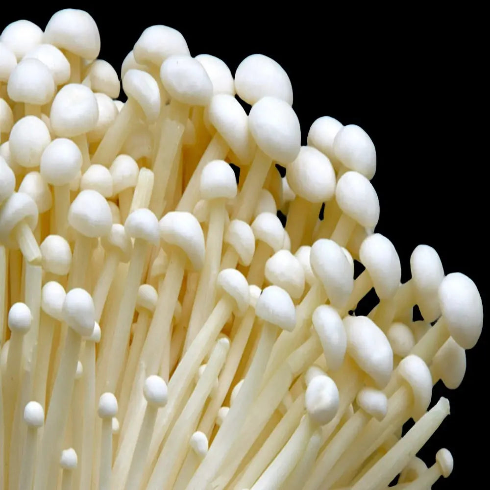 Enoki (white) Mushroom  Mycotopia