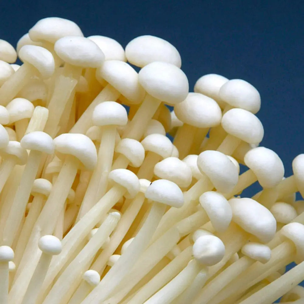 White Enoki Mushroom  Mycotopia